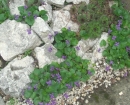 ibolya